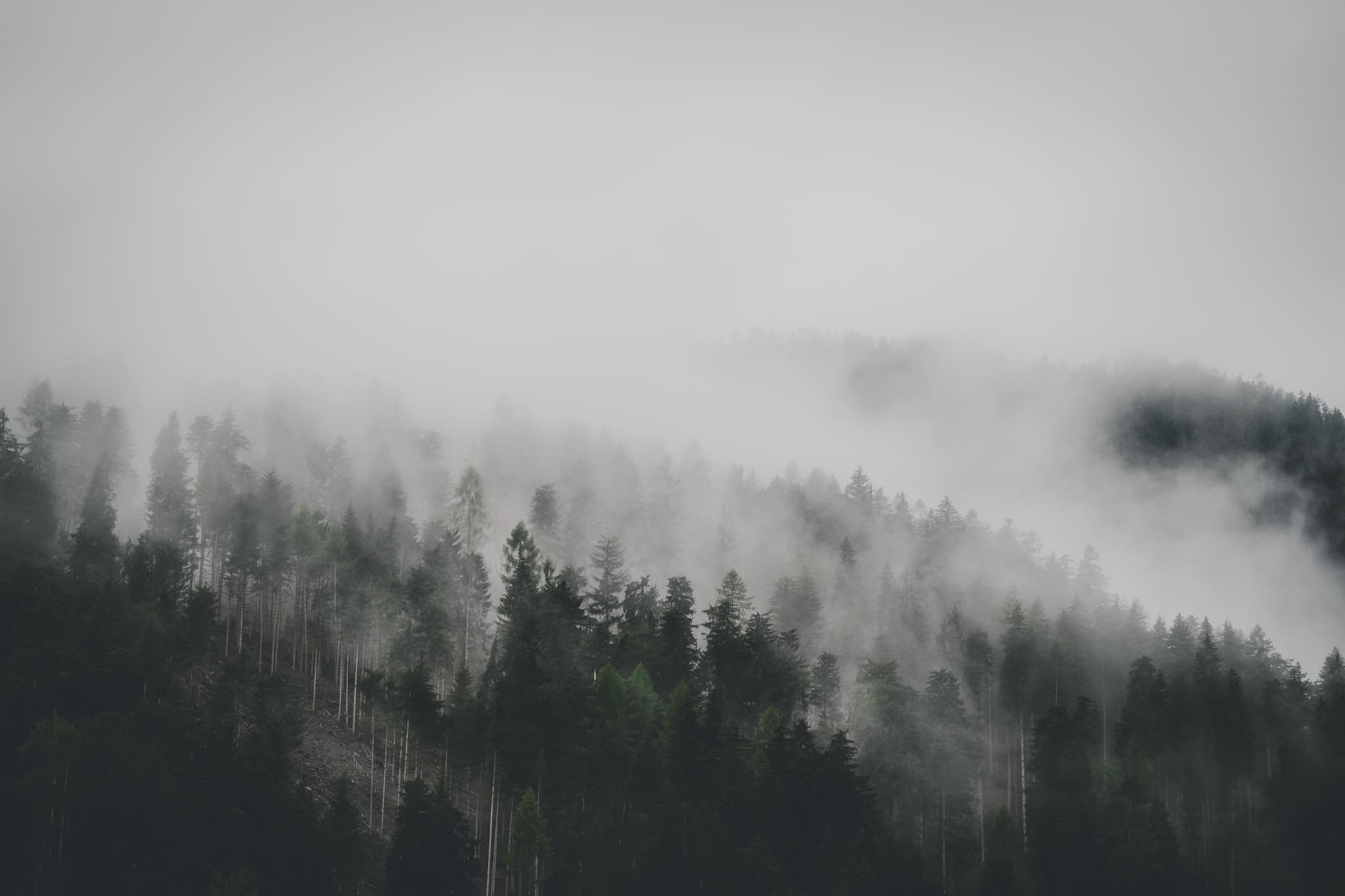 /imgs/manyPosts/forest.jpg