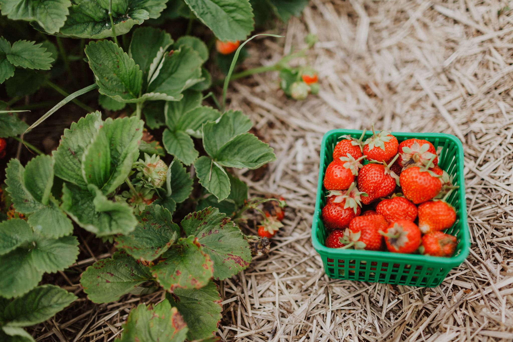 /imgs/manyPosts/strawberry.jpg